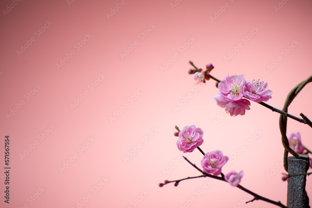 Naklejka premium 紅梅