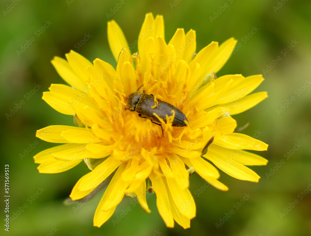 in spring, summer, the insect lives in the dandelion and eats yellow dandelion honey, nectar in a green meadow in the garden in spring, summer, the insect lives in the dandelion and eats yellow dandelion honey, nectar in a green meadow in the garden