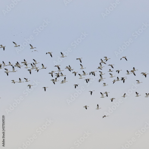 Snow geese in flight © Amanda