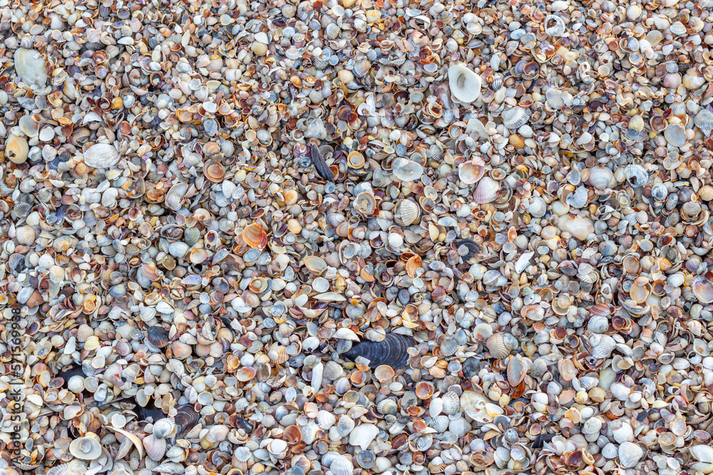 Shell close-up. The ocean coast. Background of seashells. View from above Shell close-up. The ocean coast. Background of seashells. View from above