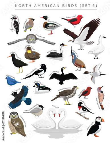 North American Birds Set Cartoon Vector Character 6