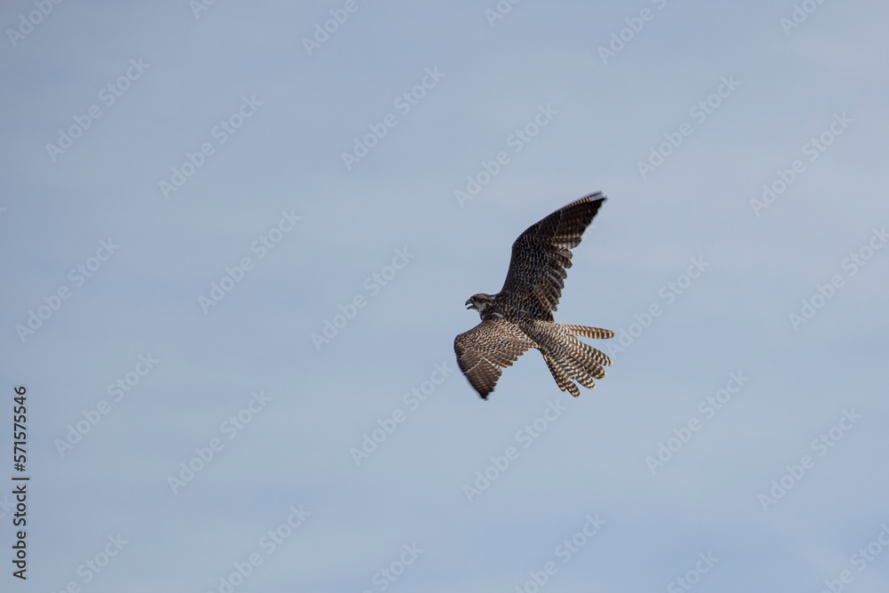 Fototapeta premium Falke am Himmel