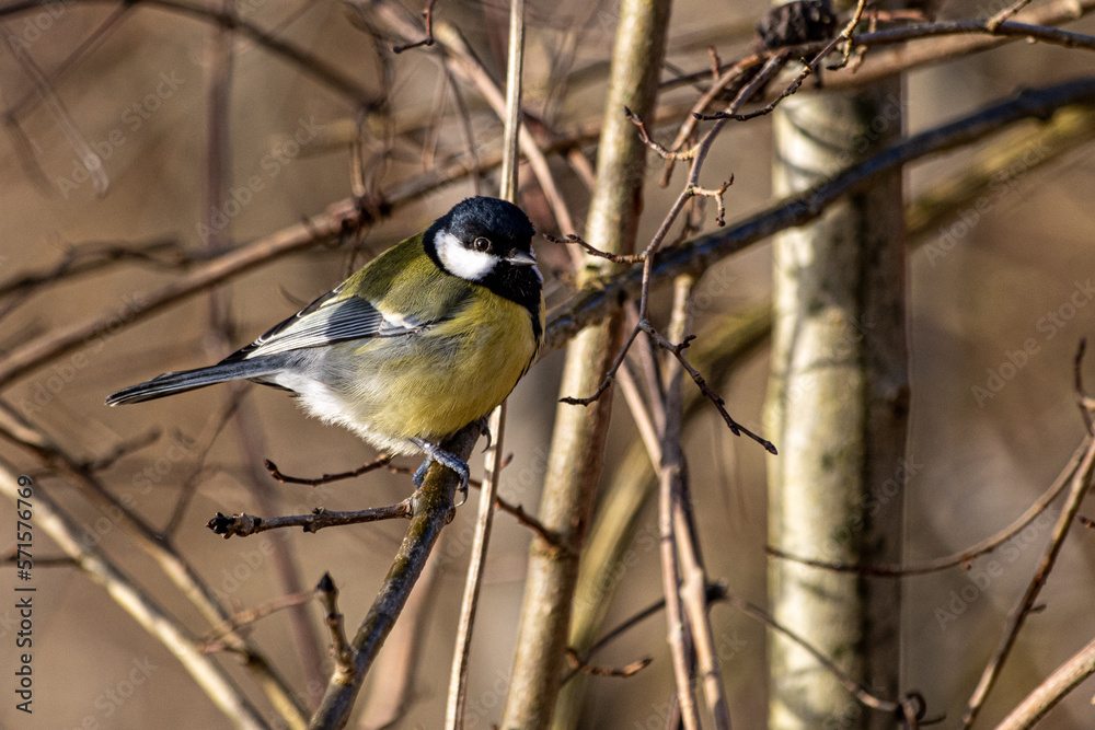 Fototapeta premium Mésange