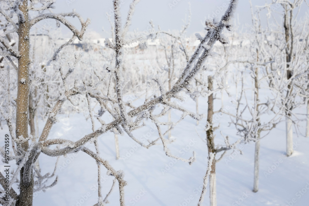 Trees in the orchard covered by snow Trees in the orchard covered by snow