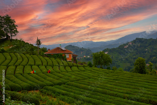 Tea plantation in Cayeli, Rize, Black Sea / Karadeniz region of Turkey. photo