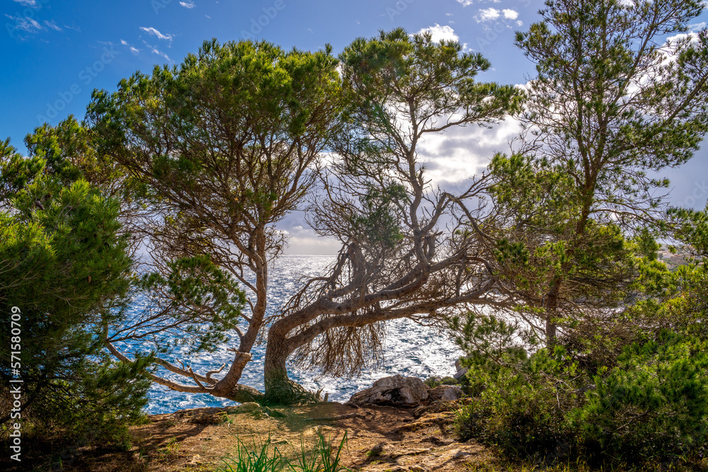 Felsen Mallorca Mittelmeer Küste bei Es Pontas Felsen Mallorca Mittelmeer Küste bei Es Pontas