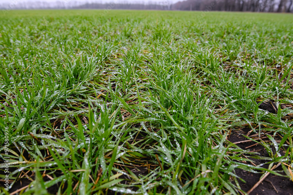 Fototapeta premium Rows of winter wheat shoots with raindrops, cloudy day.