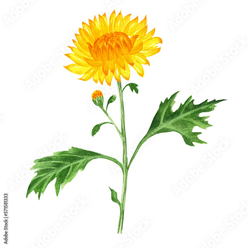 Hand-drawn watercolor set of yellow chrysanthemum flower. An illustration for printing design, textile, scrapbooking. Isolated on white.	