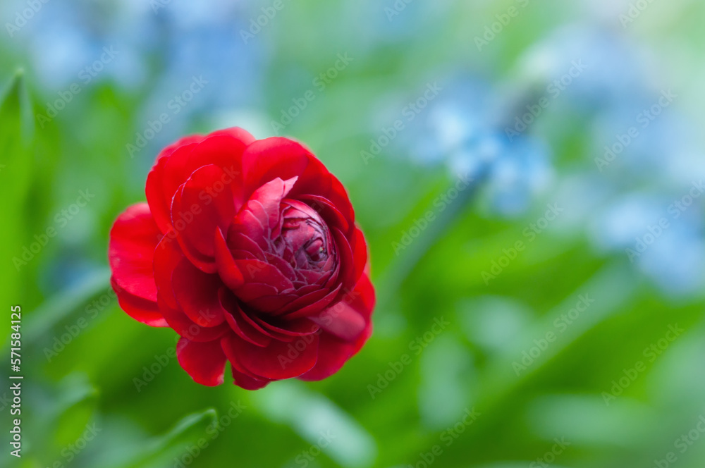 Ranunculus butter-cup Flower. Floral background. A bright red anemone with a blurred blue Muscari on the back. Separate single flower with copy space. Ranunculus butter-cup Flower. Floral background. A bright red anemone with a blurred blue Muscari on the back. Separate single flower with copy space.