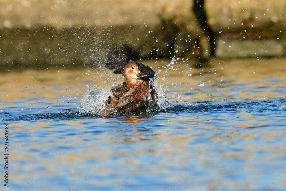 冬に湖や川で見られる身近なカモの仲間、ホシハジロ