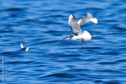 冬に海岸や水辺で見られる真っ白な水鳥、身近なユリカモメ © trogon