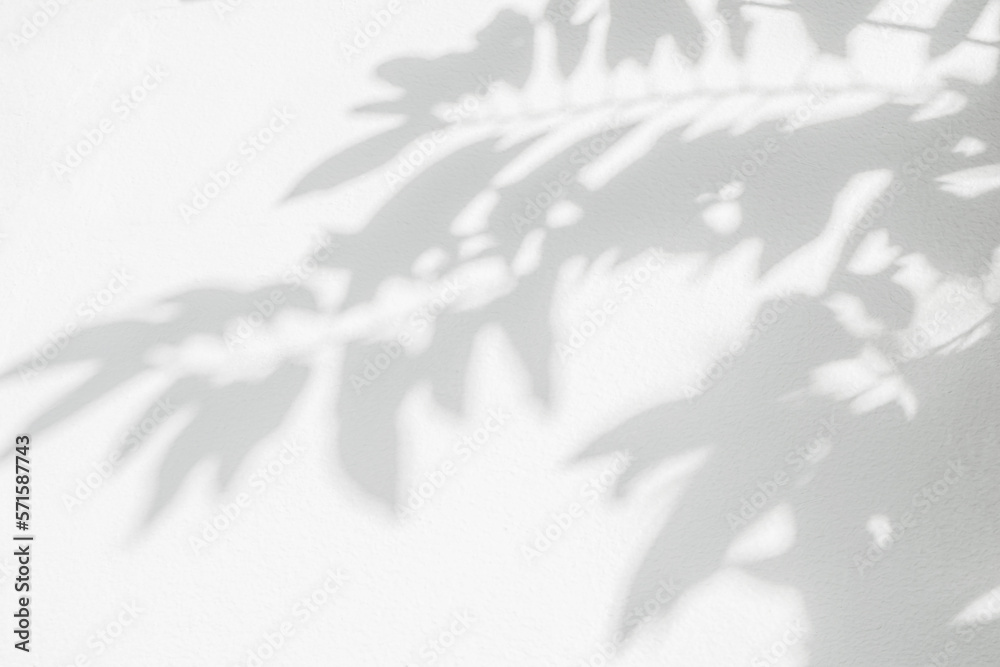 Leaf shadow and light on wall background. Nature tropical leaves tree branch and plant shade with sunlight from sunshine dappled on white wall texture for background wallpaper, shadow overlay effect