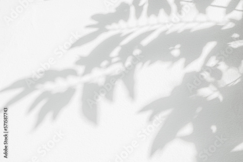 Leaf shadow and light on wall background. Nature tropical leaves tree branch and plant shade with sunlight from sunshine dappled on white wall texture for background wallpaper  shadow overlay effect