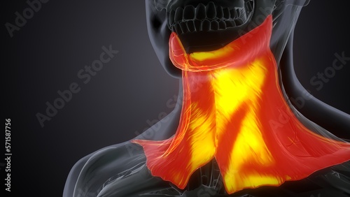 Platysma muscle anatomy .3d illustration
 photo