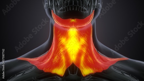 Platysma muscle anatomy .3d illustration
 photo