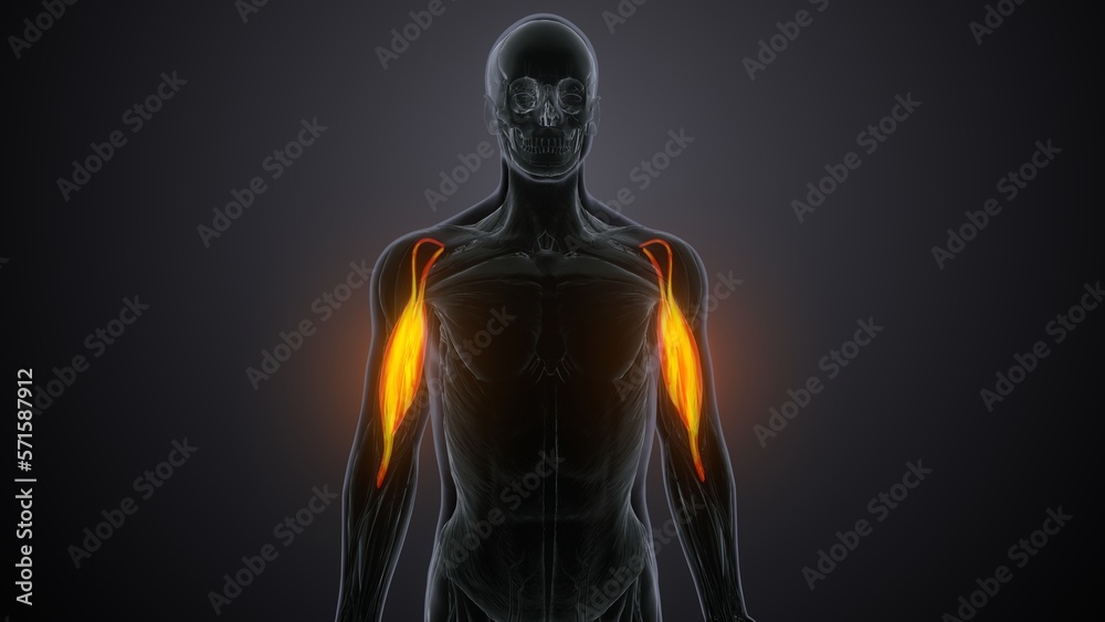 3d render of biceps brachii bone muscle anatomy
