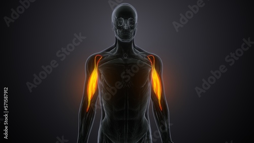 3d render of biceps brachii bone muscle anatomy photo