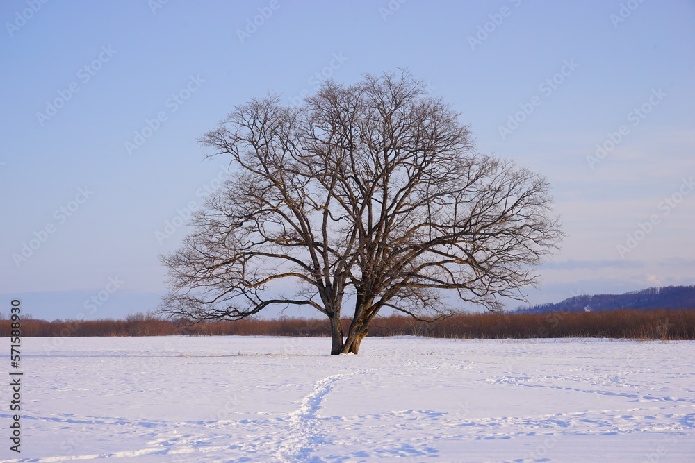 The Harunire Tree, Large Elm Tree, in Tokachi, Hokkaido, Japan - 日本 北海道 十勝 ハルニレの木 The Harunire Tree, Large Elm Tree, in Tokachi, Hokkaido, Japan - 日本 北海道 十勝 ハルニレの木