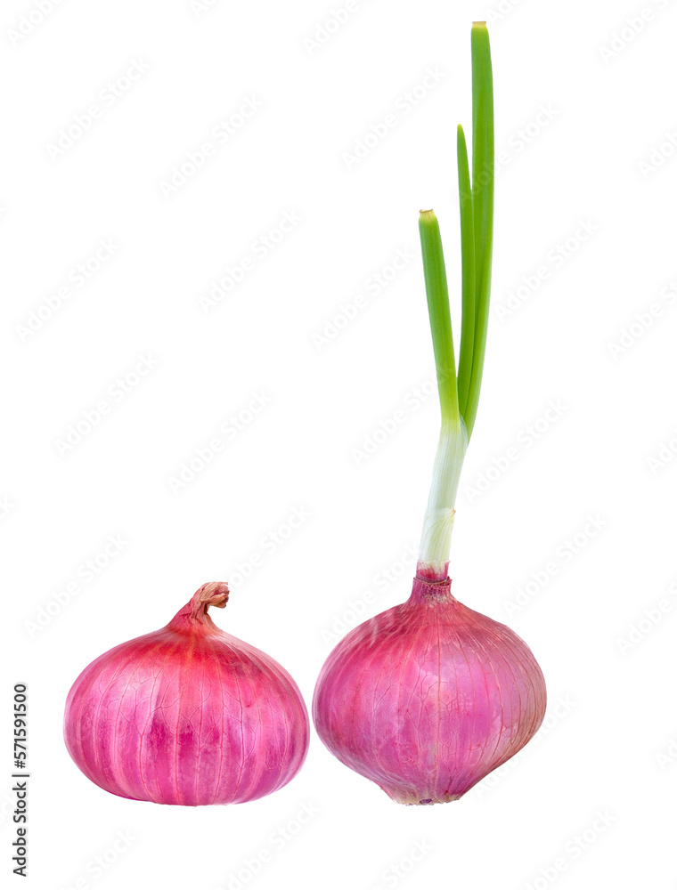 onion on  transparent png