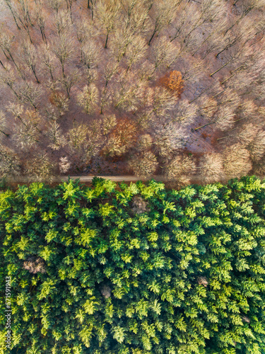 Aerial view of forest with deciduous trees and forest with conifers in autumn, Amerongse Berg, national park Utrechtse Heuvelrug, Utrecht, Netherlands. photo