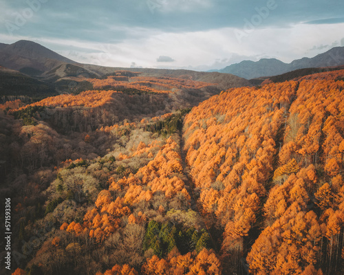 Aerial view of a road through a forest of yellow leaves' trees surrounding Mount Kurohime during Koyo season, Nagano, Japan. photo