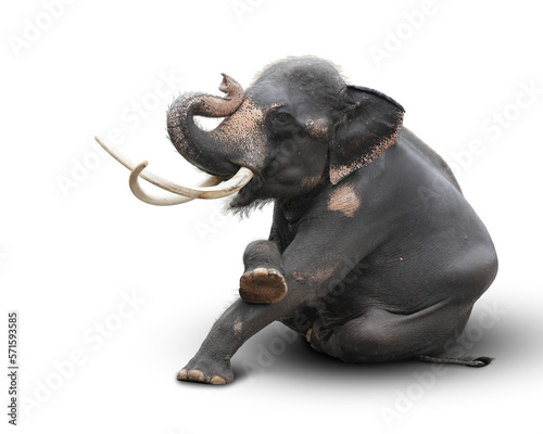 A male Asian elephant with long white tusks is sitting cross-legged, greeting gracefully isolated on white background .his has clipping path.