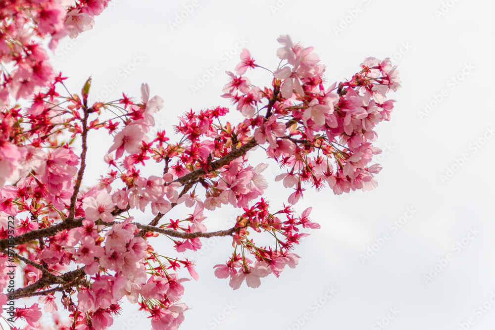 桜の花