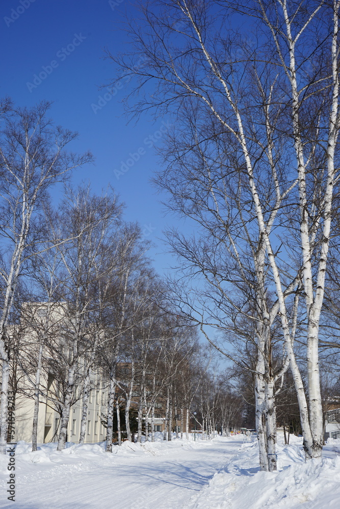 Fototapeta premium Obihiro University of Agriculture and Veterinary Medicine in Obihiro, Hokkaido, Japan - 日本 北海道 帯広畜産大学
