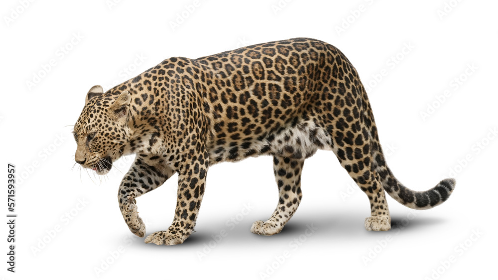 Naklejka premium Big cat leopard hunting in jungle isolated on white background. This has clipping path.