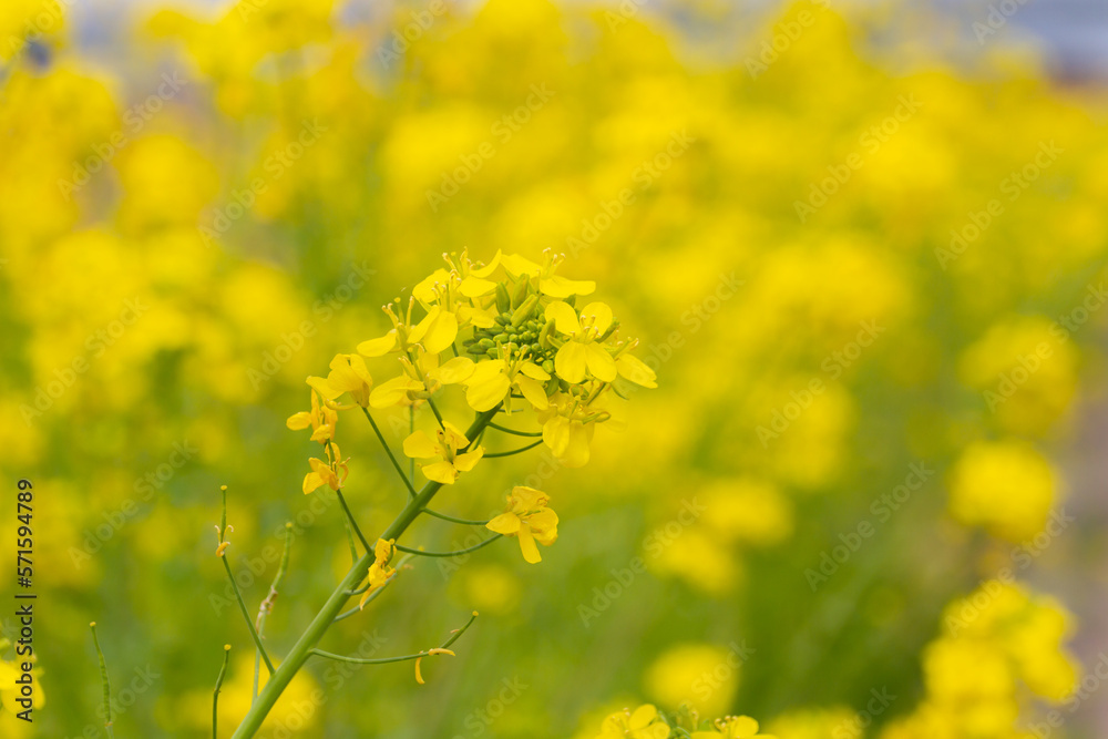 菜の花畑 菜の花畑