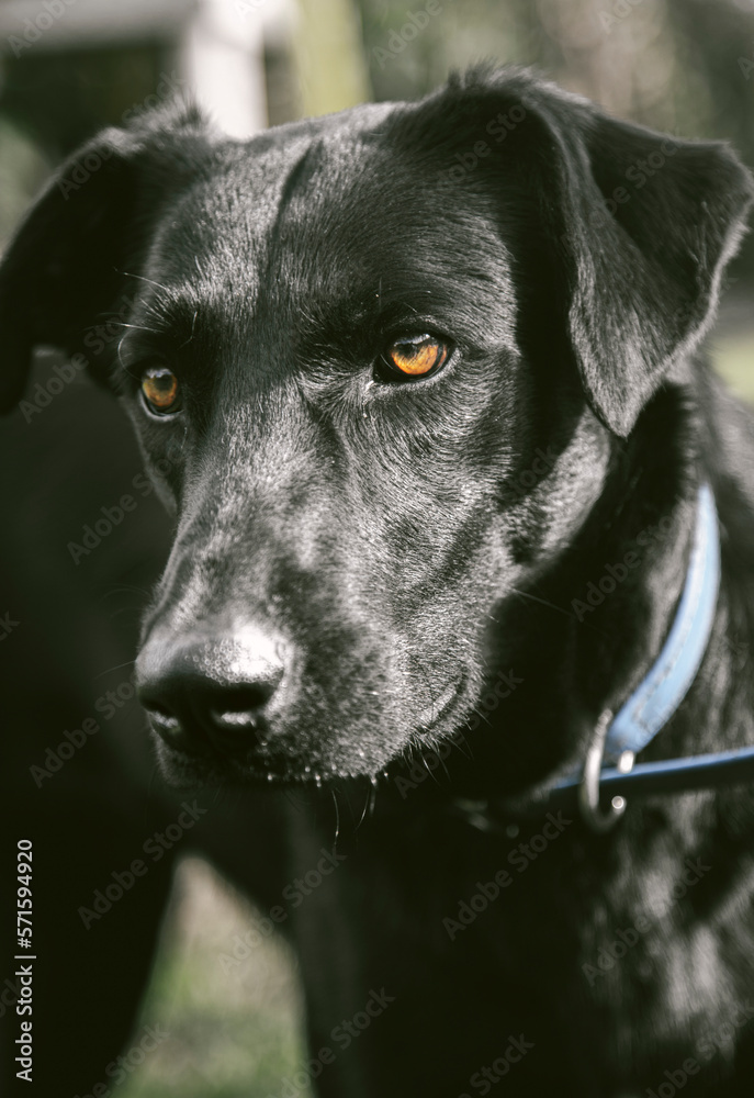 Perro negro rescatado posa en fondo negro