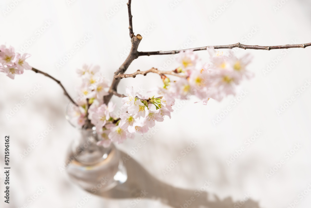 Obraz premium 桜の一輪挿し インテリア