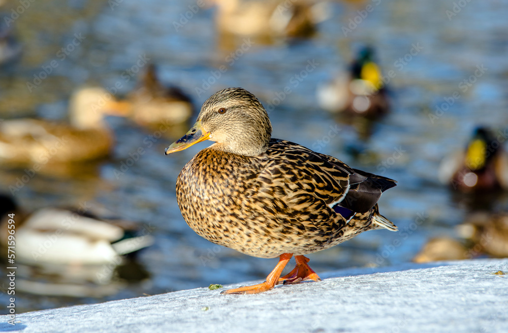 Wild ducks swim in the pond in winter
