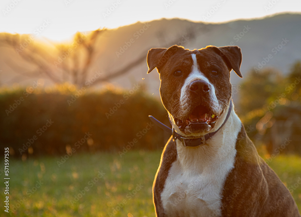 Perro criollo posa en un atardecer