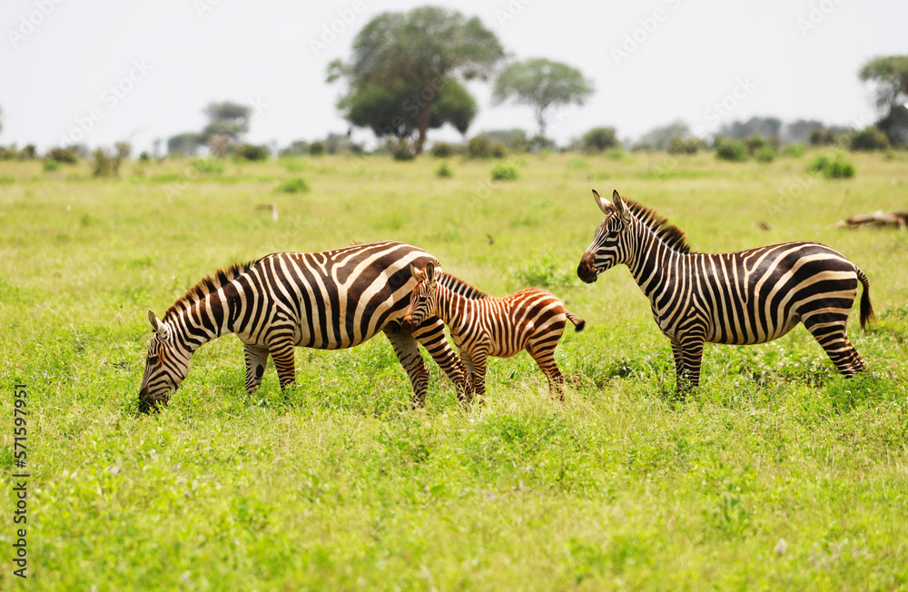 Zebras in Tsavo East National Park, Kenya, Africa Zebras in Tsavo East National Park, Kenya, Africa