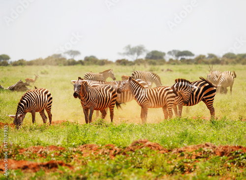 Zebras in Tsavo East National Park  Kenya  Africa