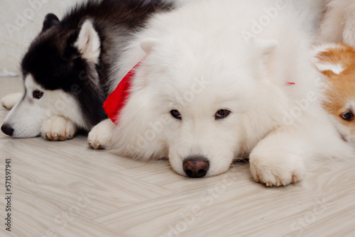 white cute dog lying on the floor dog love concept.