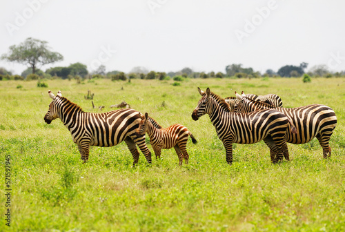 Zebras in Tsavo East National Park  Kenya  Africa