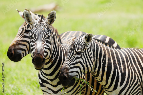 Zebras in Tsavo East National Park  Kenya  Africa