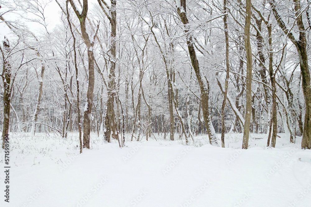 雪降る森 雪の風景素材 雪降る森 雪の風景素材