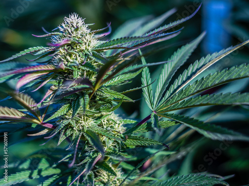 Marijuana