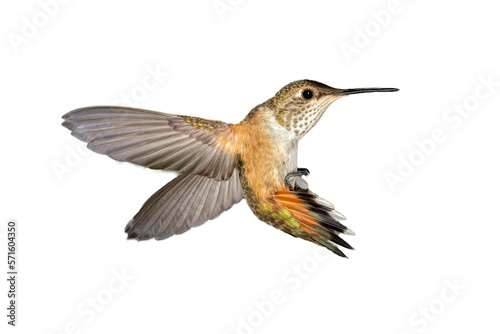 Adult Ruby-throated Hummingbird - Archilochus colubris - isolated cutout on white background,transparent background, great feather detail © ND STOCK