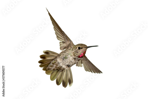 Adult Ruby-throated Hummingbird - Archilochus colubris - isolated cutout on white background,transparent background, great feather detail photo