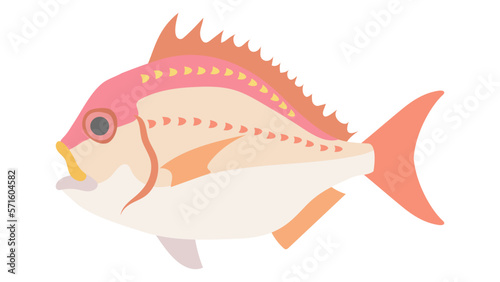 キダイ（レンコダイ）のフラットなベクターイラスト