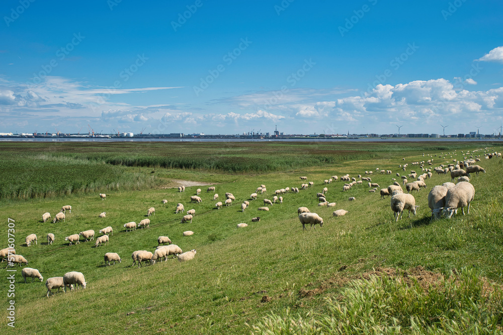 weidende Schafe auf dem Deich Nordseeküste Deutschland