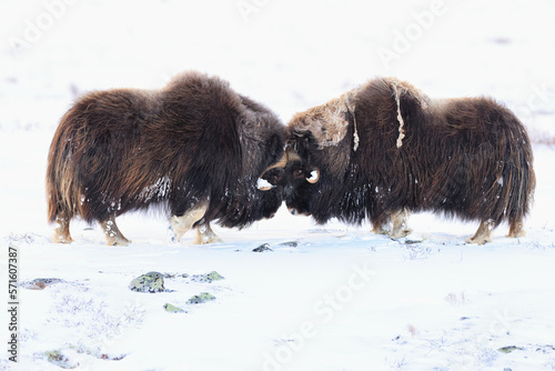 Musk ox bulls measure their strength in winter in Dovrefjell-Sunndalsfjella National Park Norway