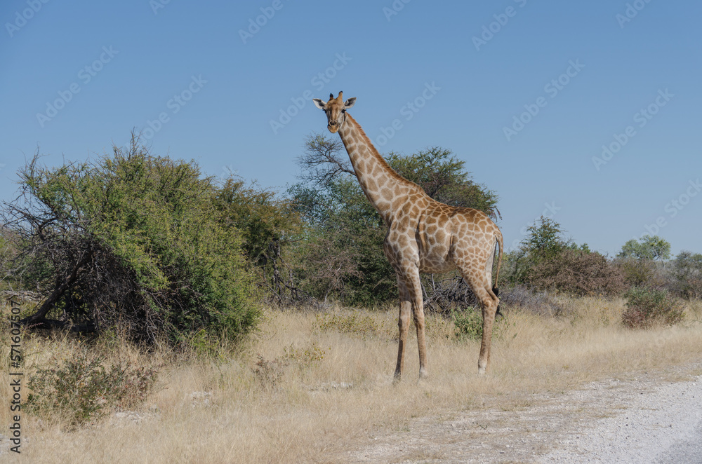 Obraz premium etosha Südafrika - Giraffe