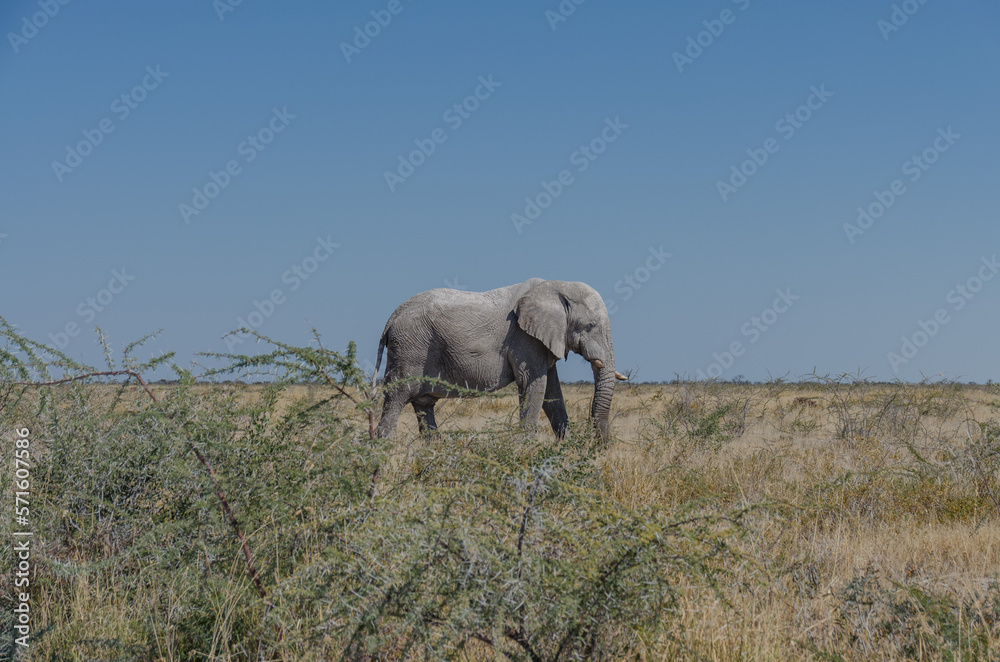 etosha Südafrika - Elefant