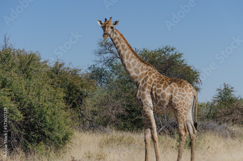 Fototapeta Naklejka Na Ścianę i Meble -  etosha Südafrika - Giraffe