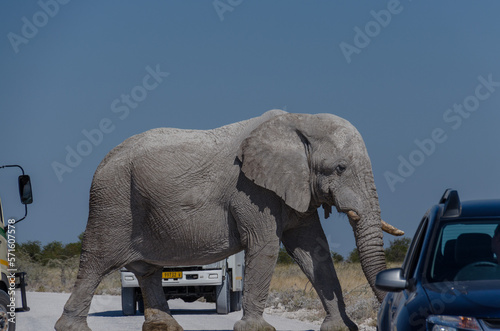 etosha Südafrika - Elefant